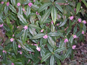 Daphne bholua 'Jacqueline Postill'_01.JPG